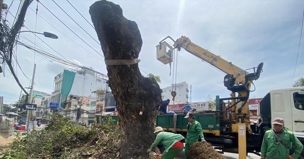 TPHCM ngày càng thiếu cây xanh