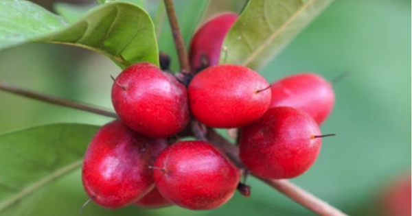 Convierte lo agrio en dulce: ¿cuáles son los beneficios de la 'fruta milagrosa'?