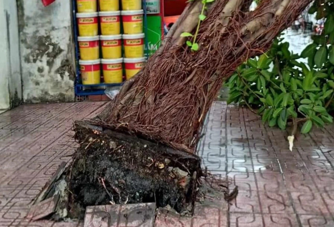 ドンナイ省で大雨により屋根が吹き飛ばされた一連の家屋の写真（写真8）