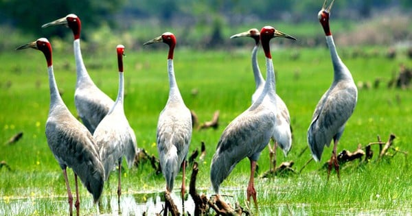 Dong Thap s'efforce de restaurer les grues à couronne rouge dans le parc national de Tram Chim