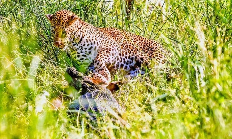 Leopard fights antelope carcass with crocodiles