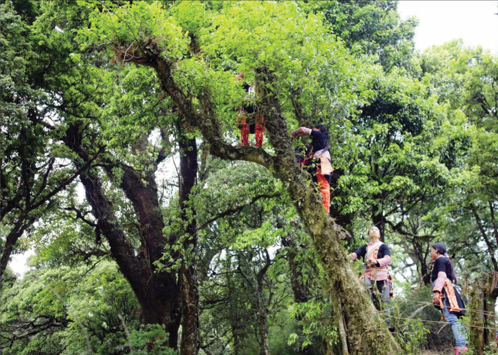 Ngoài việc mang lại nguồn thu nhập ổn định cho người dân, các sản phẩm chè này còn góp phần quảng bá hình ảnh vùng cao Tây Bắc, tạo dấu ấn riêng trên bản đồ nông sản Việt Nam.