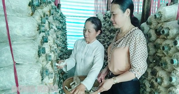 Nourrir les pleurotes avec du lait frais, les champignons poussent rapidement, la femme de Ben Tre vend bien, gagne un revenu stable