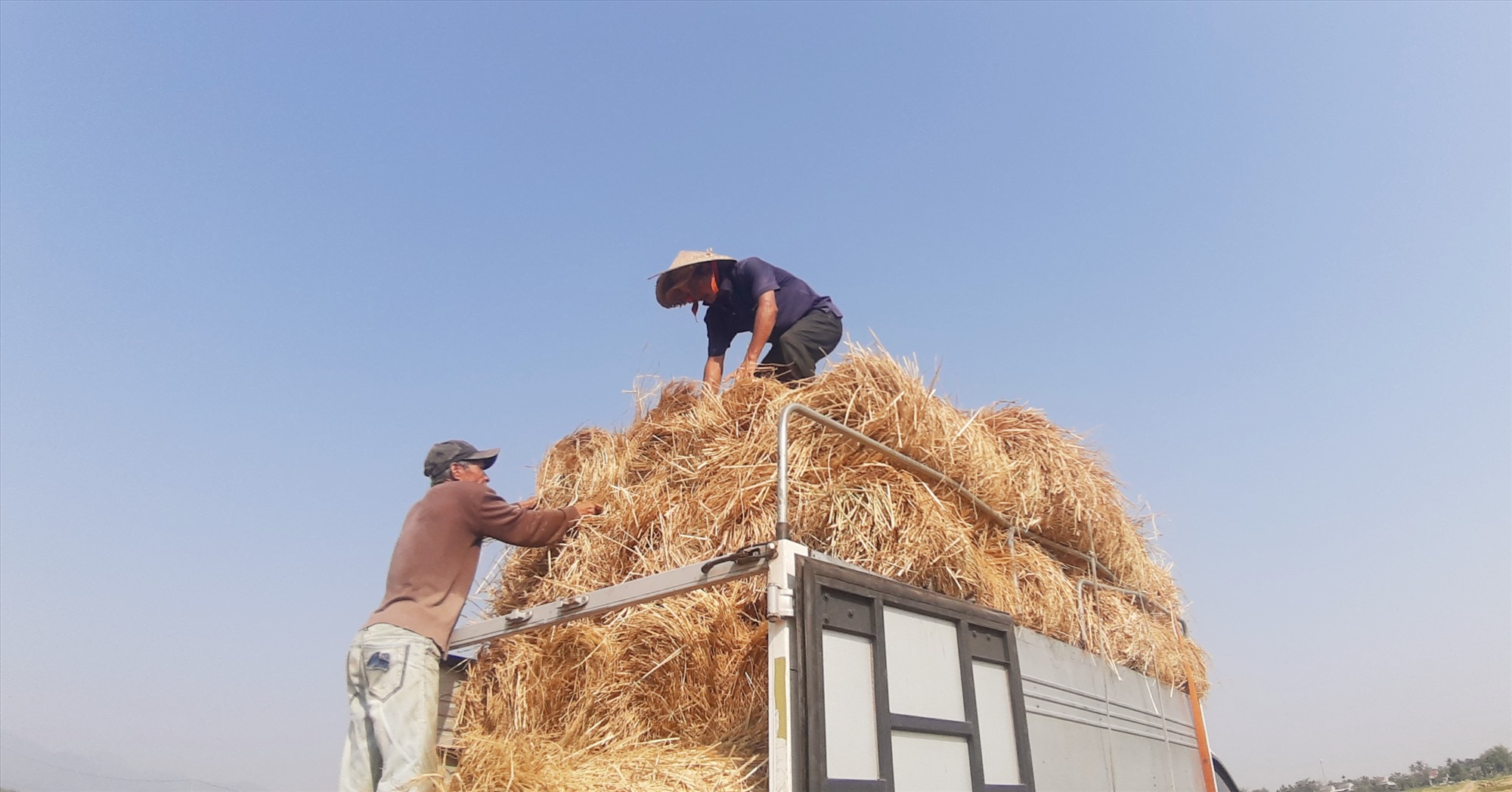 Bajo un calor de casi 39 grados Celsius, los trabajadores encargados de cargar la paja siguen trabajando arduamente. Foto: N.S.