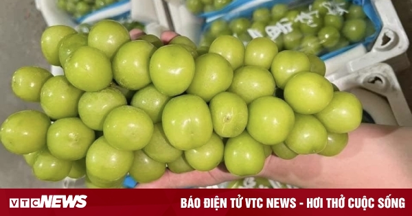 No toxic residues found in Chinese milk grapes in Vietnam