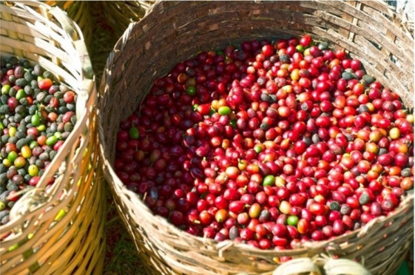 Robusta coffee prices increase slightly, fluctuating around 5,000 USD/ton