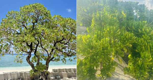 Además del baniano cuadrado, en Truong Sa hay otras dos especies de árboles con una vitalidad tenaz y duradera. ¿Cuáles son?