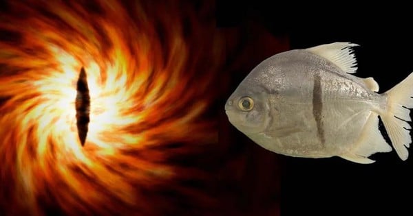 人間の歯と「悪魔の模様」を持つ新種の魚が発見される