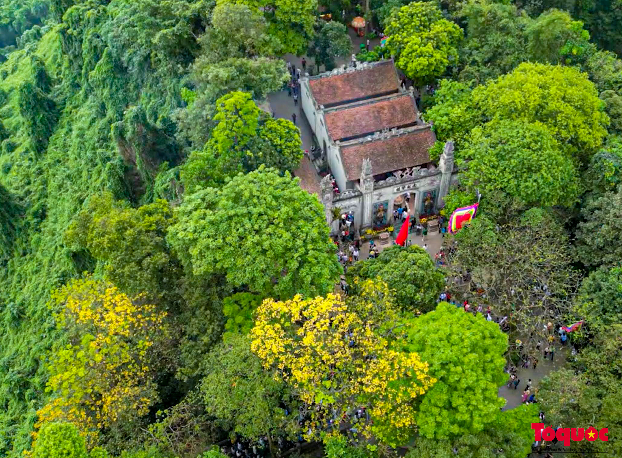 Mùa hoa lim xẹt nở vàng nơi non thiêng Nghĩa Lĩnh - Ảnh 8.