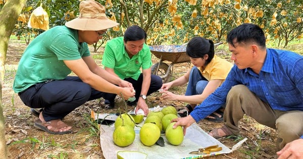 'Thủ phủ' bưởi Phúc Trạch nhộn nhịp vào vụ thu hoạch