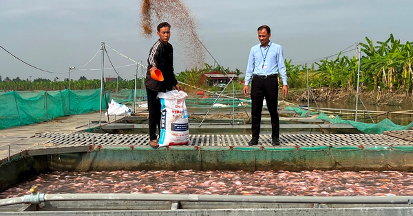 Cage fish farm recovers after historic storm, ready to serve Tet