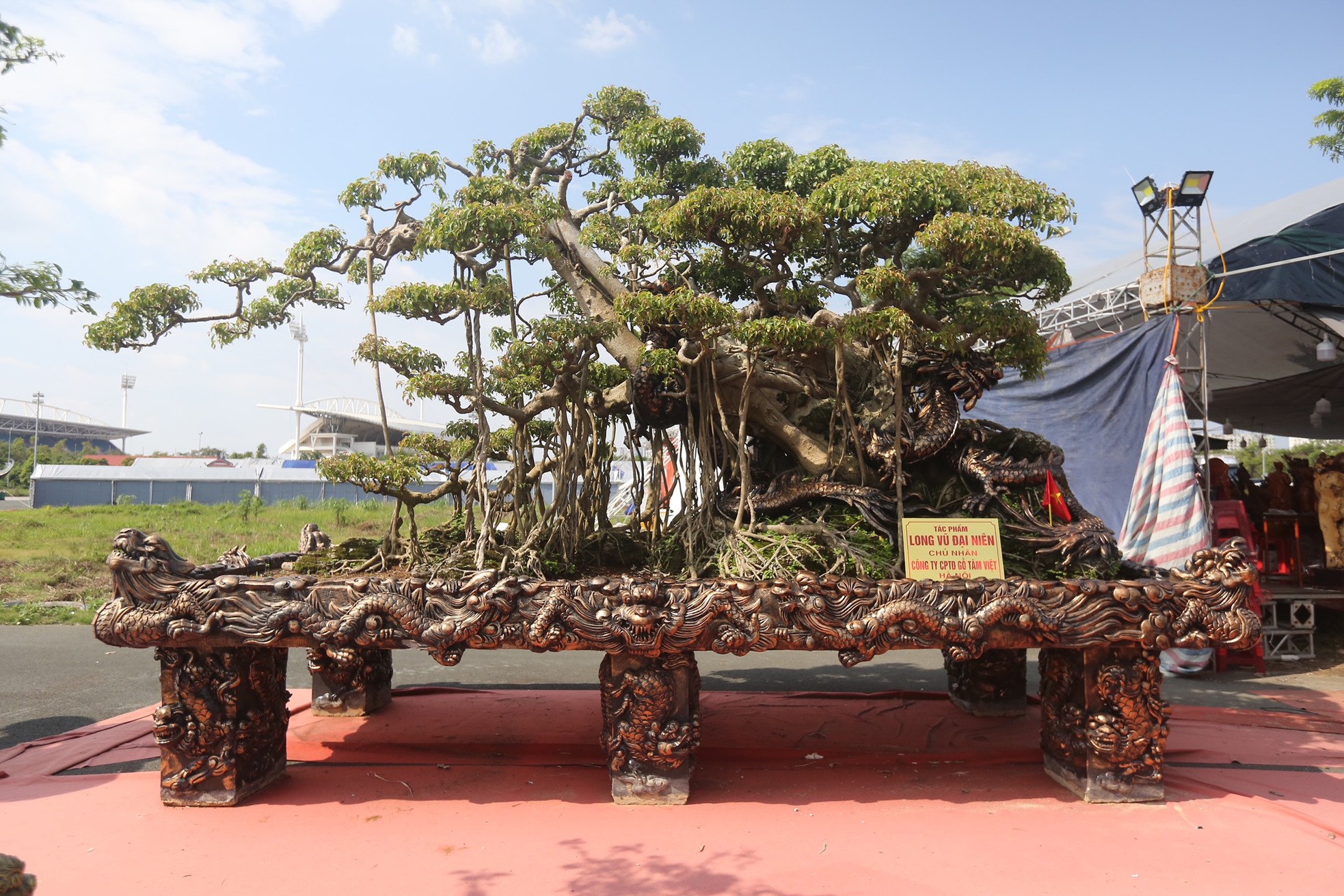 ชมต้นไทรรูปร่างประหลาดโบราณมูลค่านับหมื่นล้านดองในฮานอย ภาพที่ 2