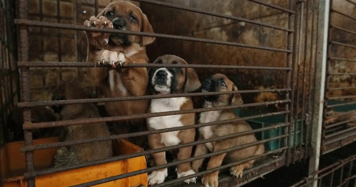 South Korean dog farmer threatens to let 2 million dogs loose if banned