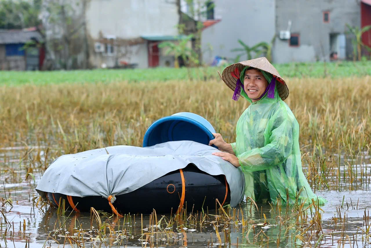 Chiến sỹ Trung đoàn tên lửa ngâm mình gặt lúa giúp dân vùng rốn lũ Chương Mỹ ảnh 13