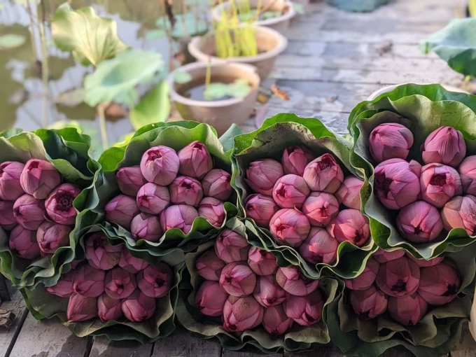 Lotusblumen werden zum Verkauf an Kunden in Sträuße zu je 10 Blüten verpackt. Foto: Thanh Hien