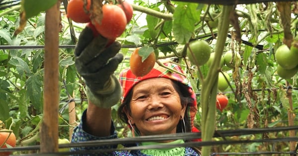 En un lugar llamado Nam Khat de Yen Bai, en el huerto de tomates "paraíso", el rendimiento es de 100 toneladas/ha.