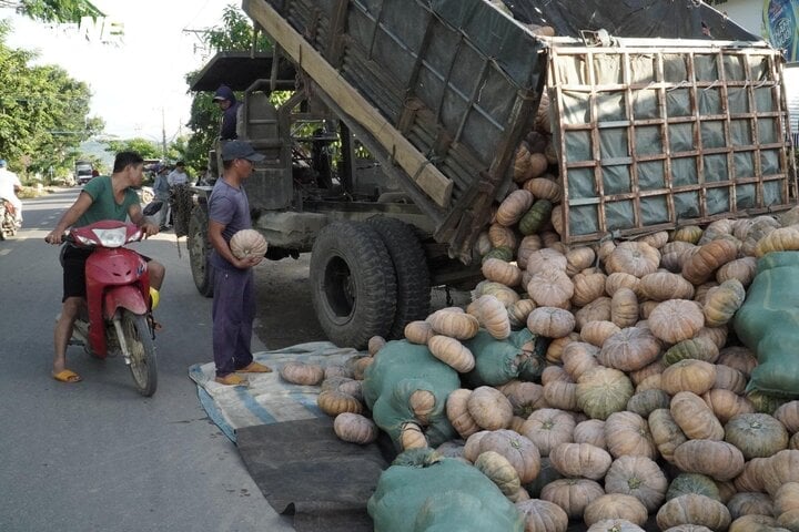 Người dân dùng xe chở bí đỏ ra đường chất đống.