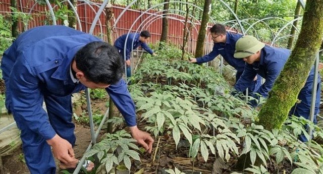 산림 캐노피 아래 10,000 헥타르의 Ngoc Linh 인삼 개발 목표