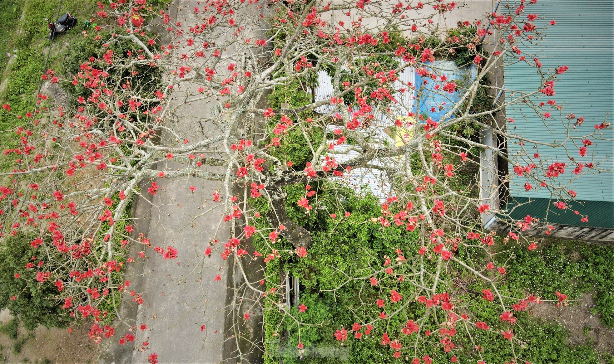 Fascinated by the ancient cotton trees blooming in the hometown of the great poet Nguyen Du photo 16