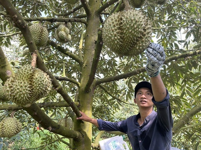 Xuất khẩu ngày 1-3/9: Sầu riêng Việt đang có lợi thế 'một mình một chợ'; mặt hàng nào tăng trưởng 3 con số sang thị trường Ấn Độ