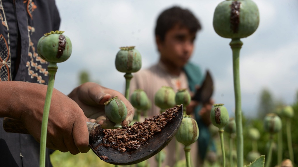 Diện tích cây thuốc phiện giảm 95% ở Afghanistan sau khi Taliban nắm quyền - 1