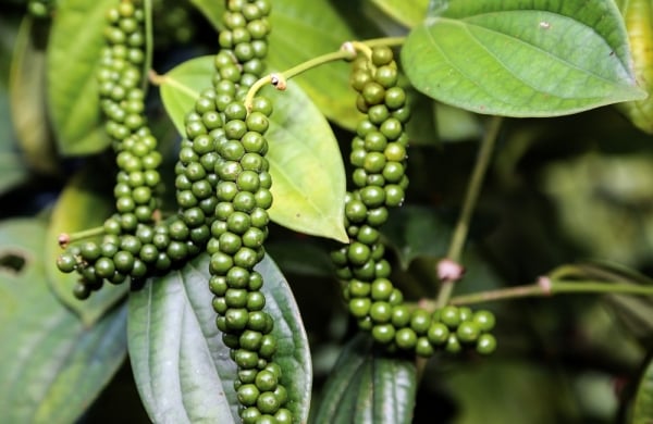 Vietnam's pepper exports to the US increase, expecting the market of over a billion people to increase purchases again