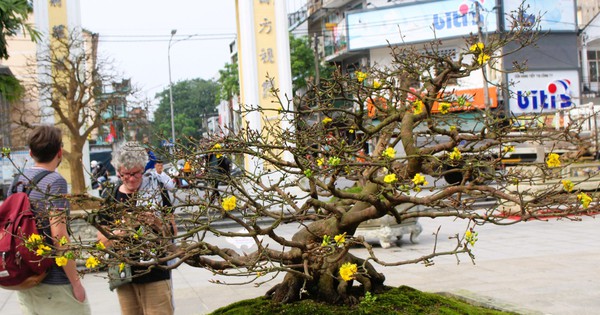 Hundreds of yellow apricot trees show off their beauty on the banks of the Huong River before the new spring.