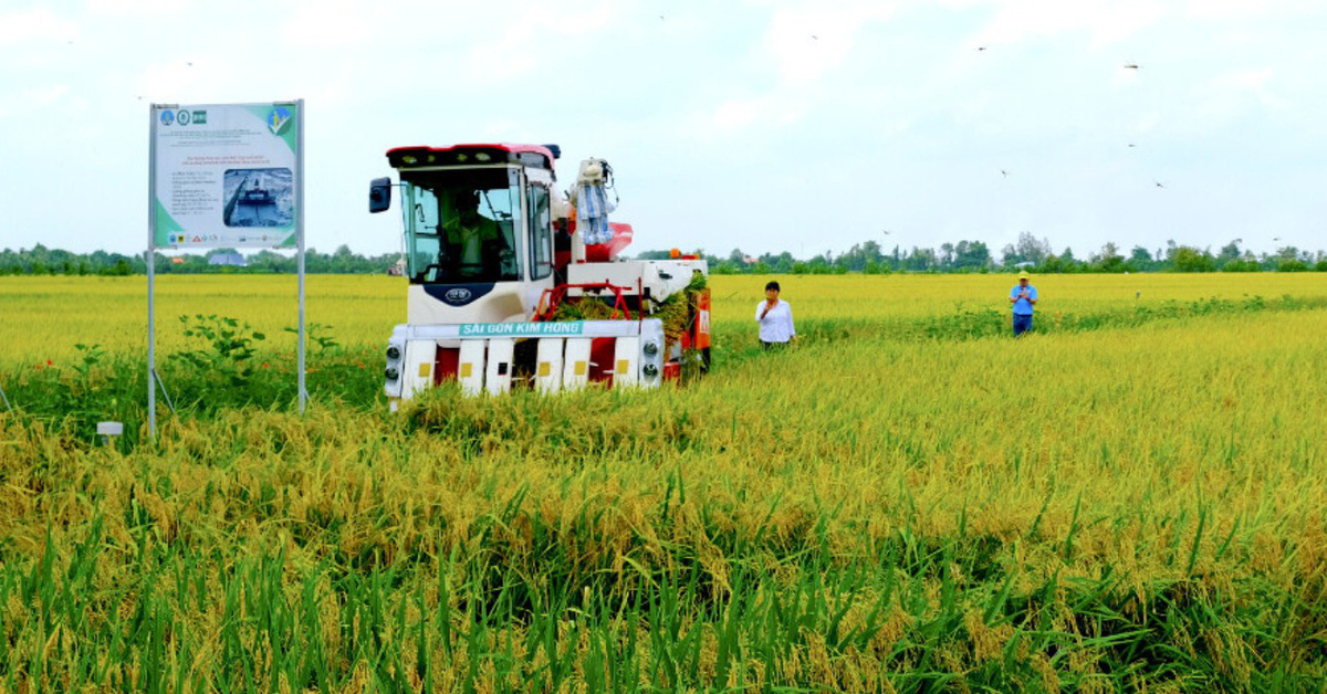 Joining hands to build Vietnamese rice brand - Part 2: Difficulties like building a rice brand