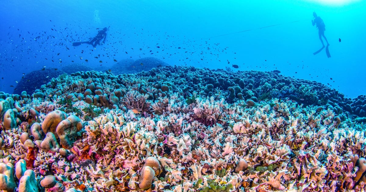 Descubren gigantesca estructura coralina en el océano Pacífico