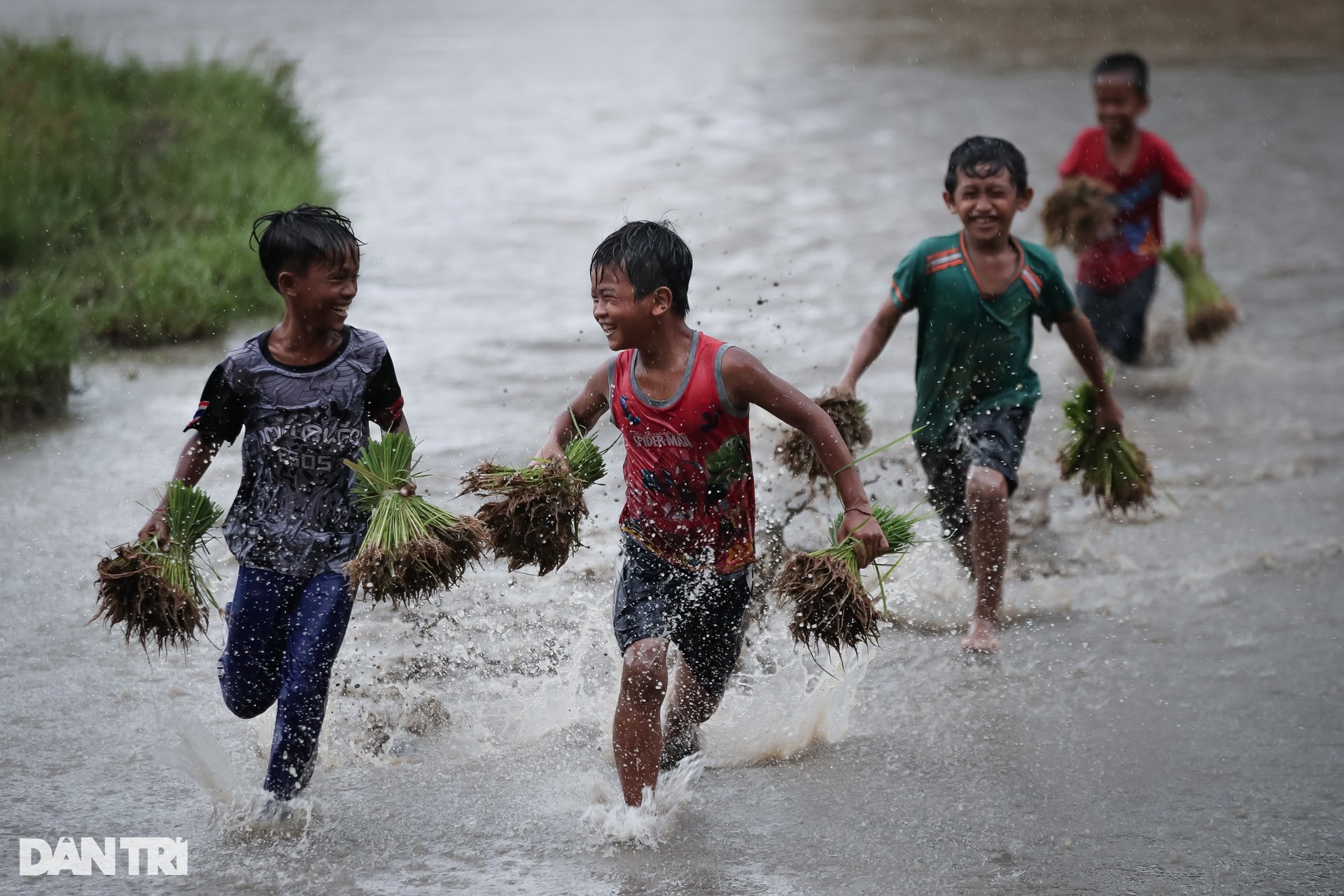 Sư thầy, người dân đội mưa cấy lúa mừng lễ Sene Dolta của đồng bào Khmer - 11