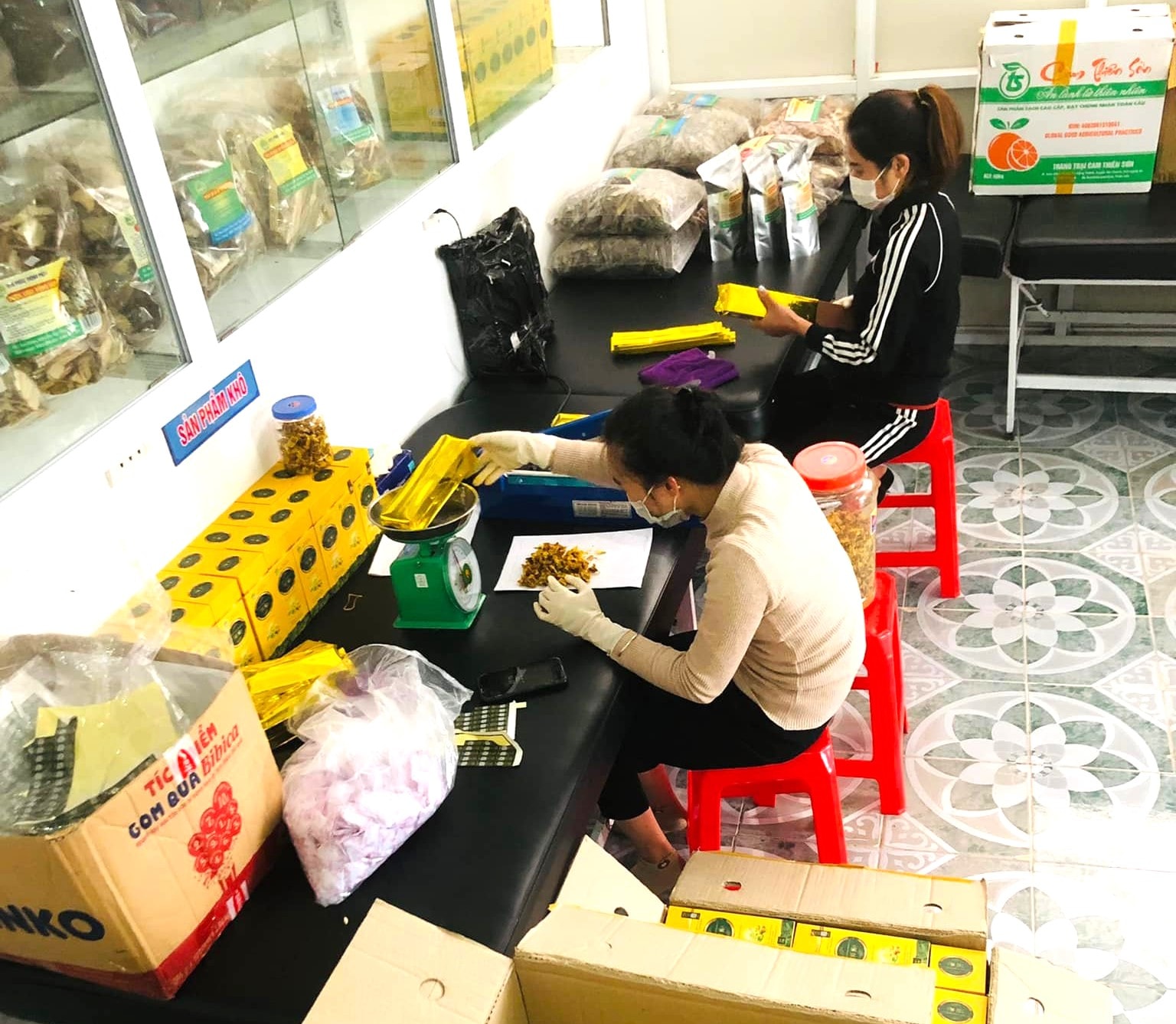 Workers at Phuc Thinh Phat Cooperative (Quy Chau) are processing Pu Huong yellow flower tea products. Photo: Thu Huong