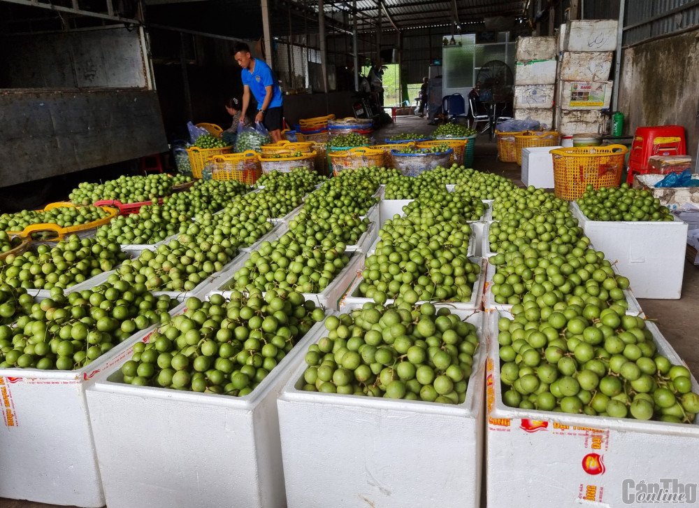 Nhiều loại  như dâu xanh, dâu bòn bon, dâu xiêm... cũng bước vào thu hoạch rộ và được nhiều vựa trái cây  thu mua để đưa đi các nơi tiêu thụ. Trong ảnh: Thu mua dâu xanh tại một vựa trái cây ở huyện Phong Điền.