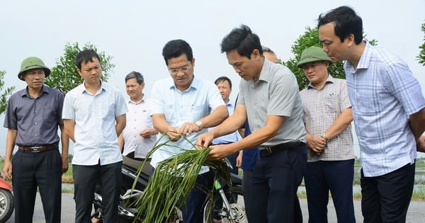 Nam Dinh rebuilds and restores agricultural production after historic floods