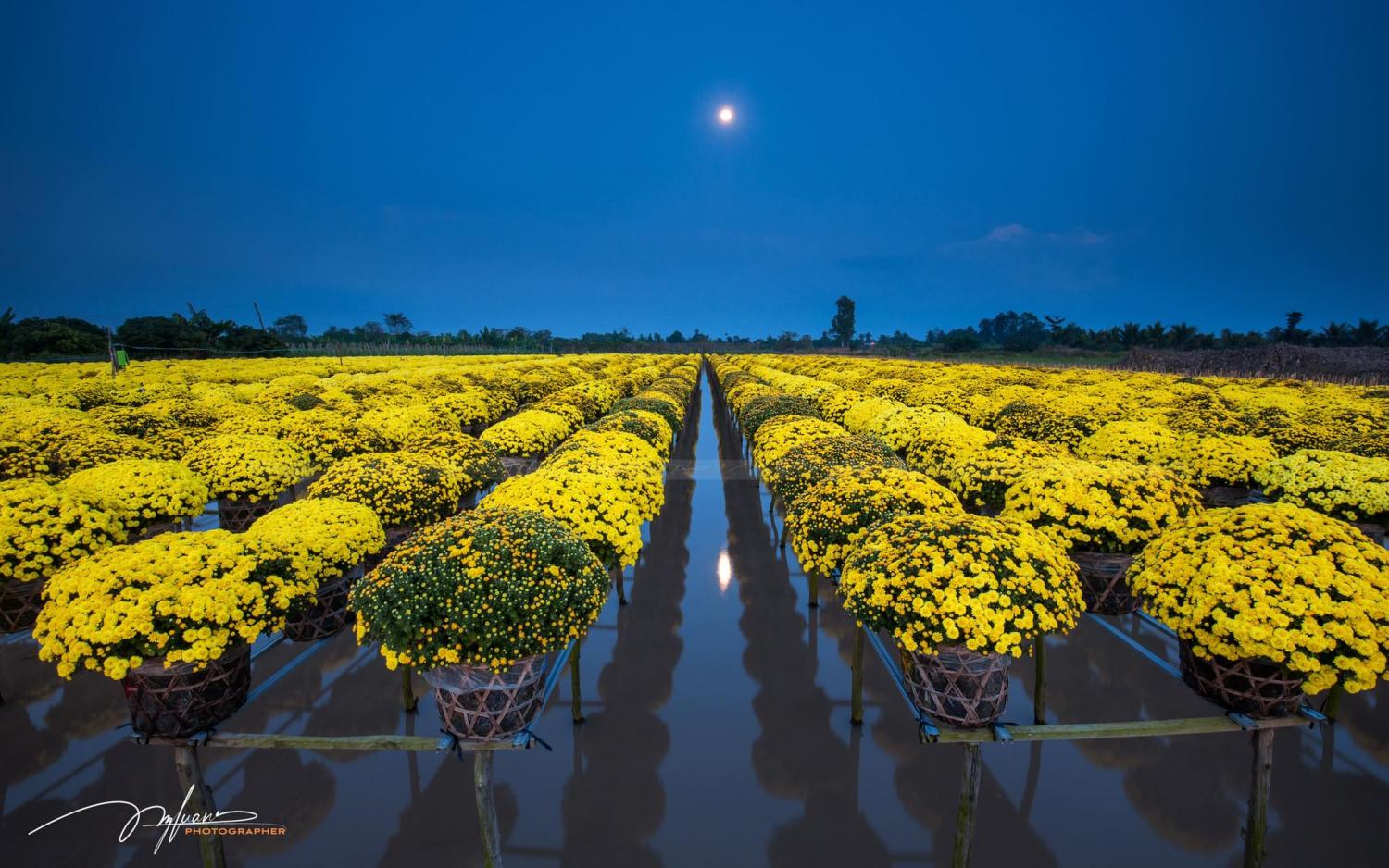 Des marguerites framboises colorées fleurissent dans le plus grand village fleuri de l'Ouest