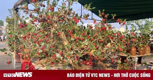 Bonsaï de mûrier à la forme « super unique », vendu pour des dizaines de millions de VND/arbre