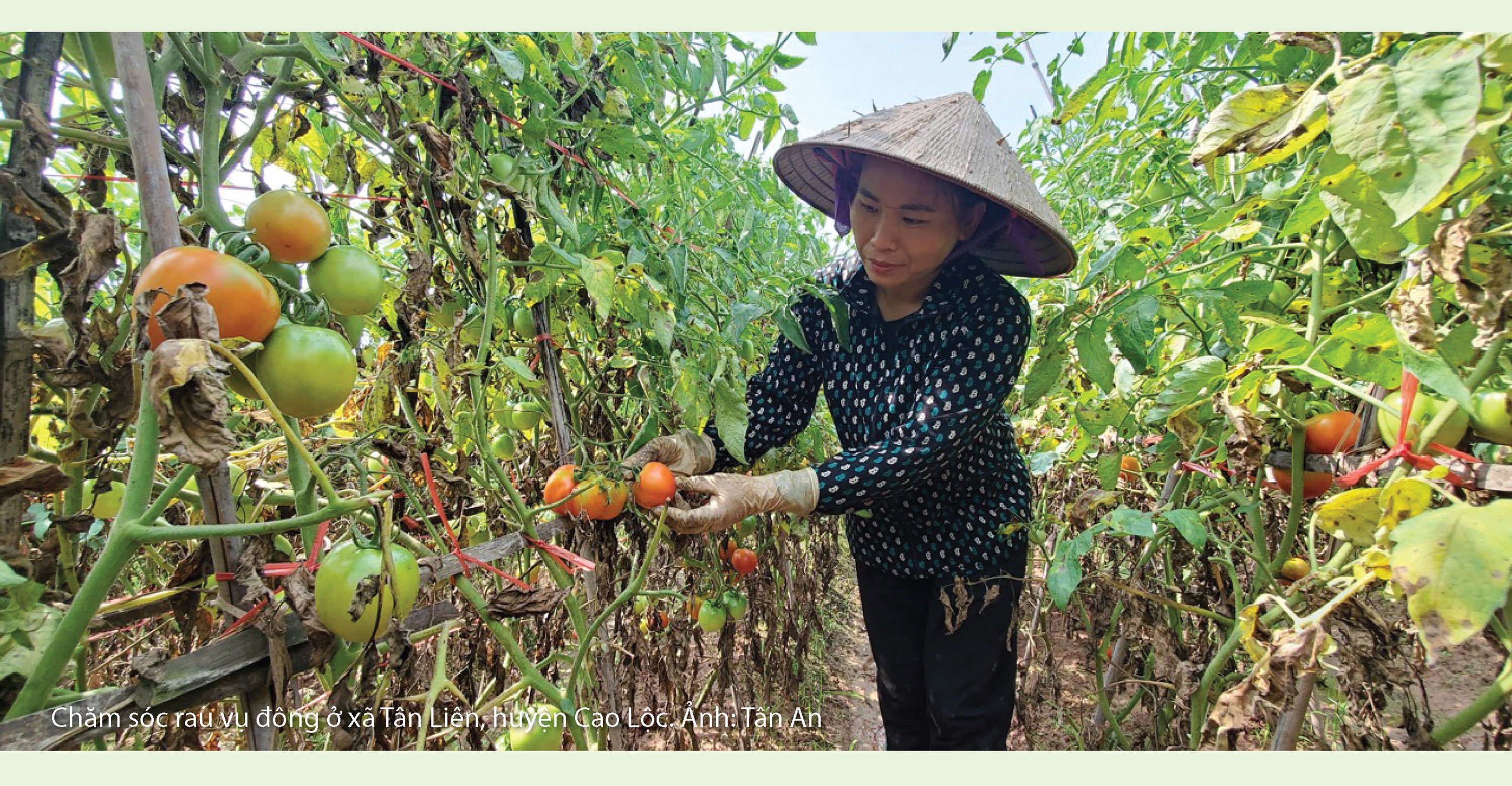 Brokoli Cina yang manis dan renyah dari Tan Lien - Foto 9