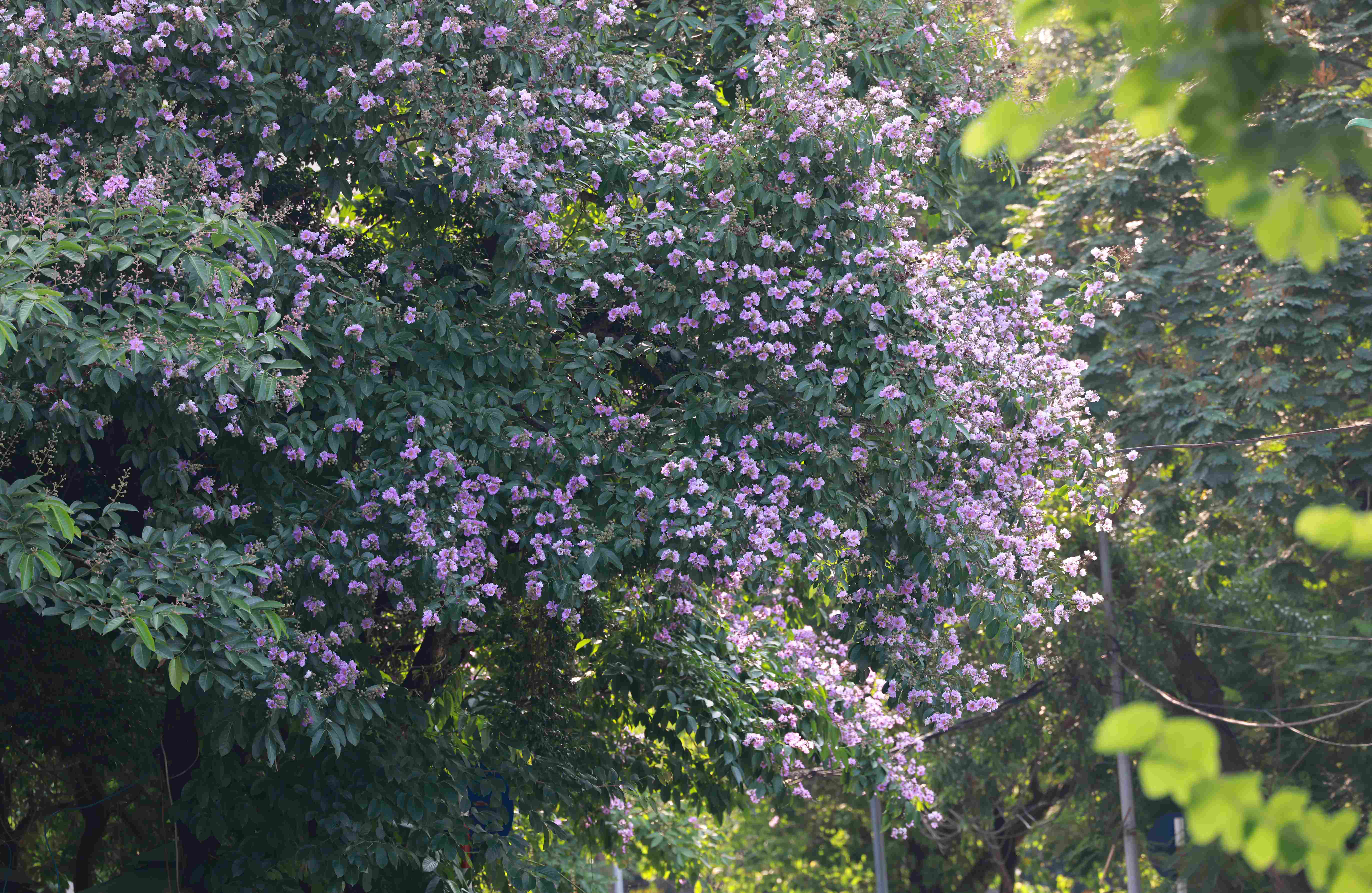 Lagerstroemia has a small trunk and wide canopy, and is planted to provide shade for the streets of Hanoi. Lagerstroemia flowers grow in clusters, 20 - 40 cm long.