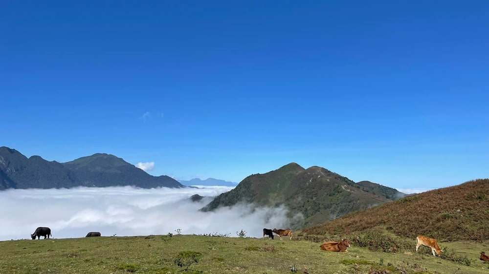 De plus, le paysage ici est tout aussi poétique avec la large canopée des forêts de pins au-dessus, aidant à bloquer le soleil et à rendre l'air plus frais et plus frais. Photo : NVCC