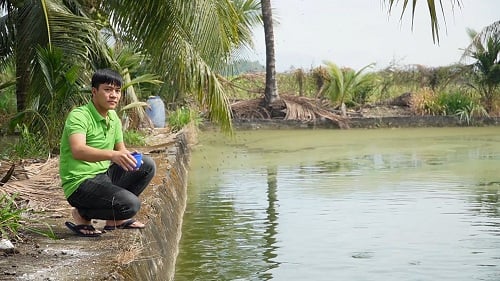 Nuôi dày đặc loài cá đặc sản trong ao, anh nông dân Đồng Nai bắt bán 450.000 đồng/kg, thương lái mua hết- Ảnh 1.