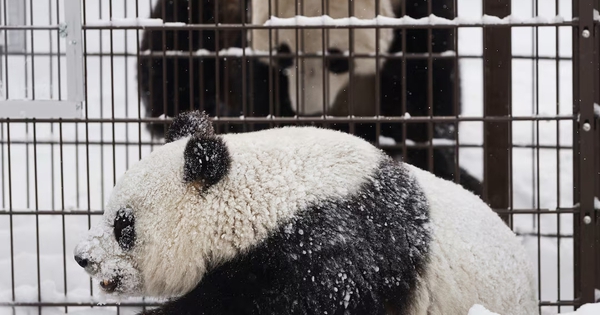 La Finlande renvoie les pandas à la Chine car elle ne peut pas les garder