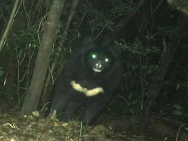 Una cámara trampa detecta un oso negro asiático en la reserva natural de Bac Huong Hoa (provincia de Quang Tri). (Foto: Facilitada por el Consejo Directivo)