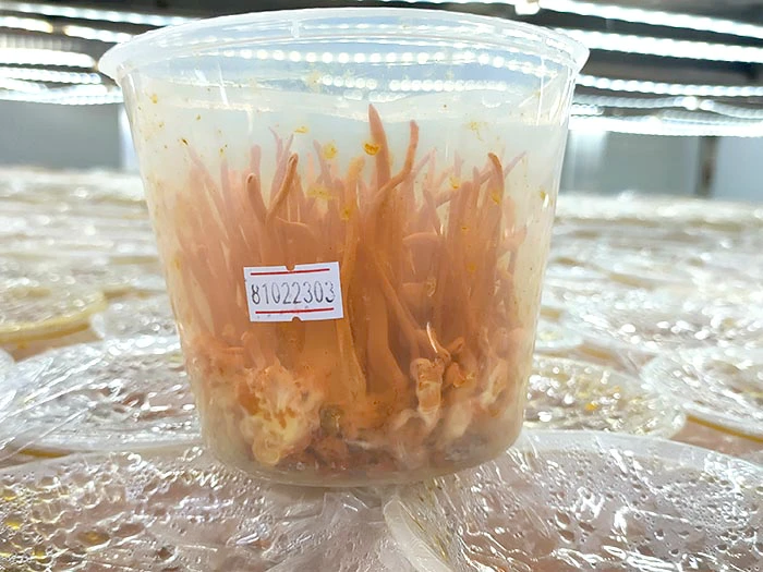 ผู้หญิงดื่ม Cordyceps ดีต่อร่างกายไหม? เมื่อใดที่ไม่ควรใช้?