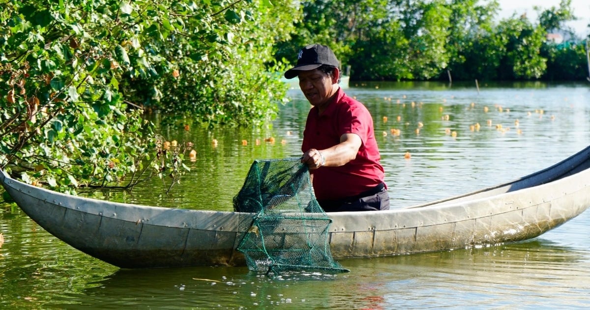 Raising a fish that swims backwards, alternating with crabs and fish, the old farmer earns huge profits.