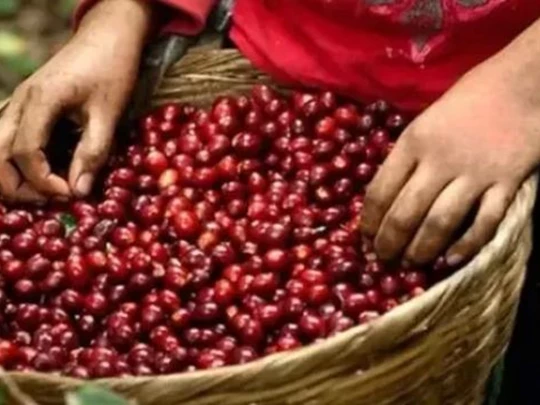 Coffee prices set new high