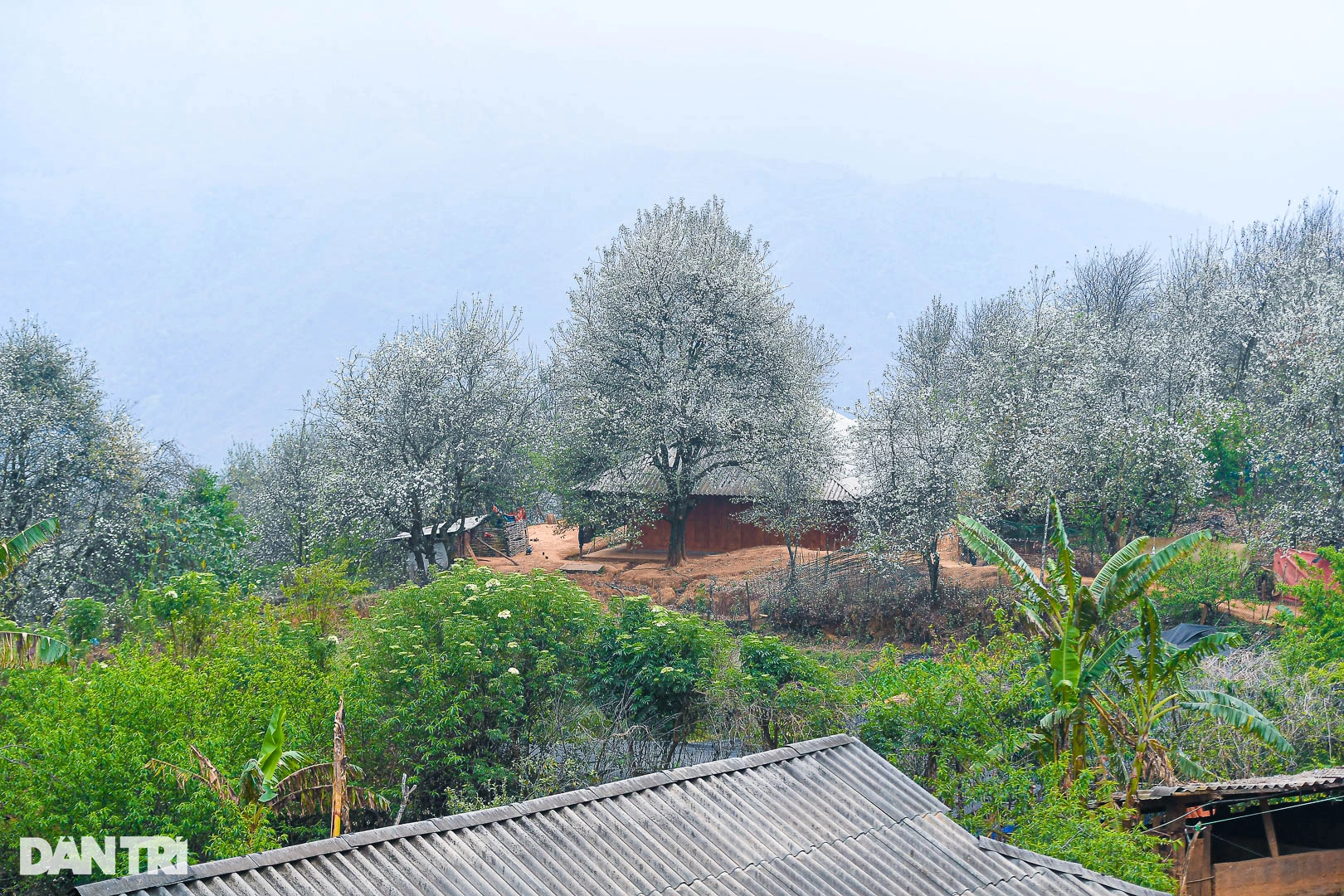 La beauté féerique de la plus grande forêt d'aubépines anciennes du Vietnam