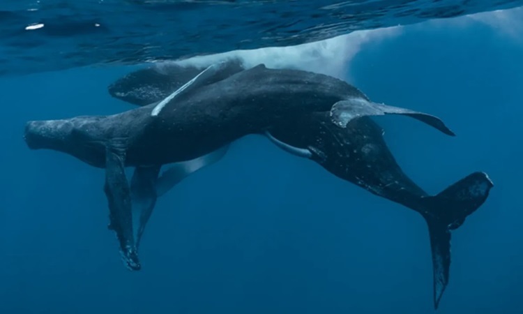 Les baleines à bosse s'accouplent pour la première fois