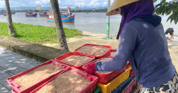 Los habitantes de una comuna de Quang Binh ganaron el premio gordo con unos peces diminutos en el mar: con seguridad ganarían 5 millones por cada viaje al mar.