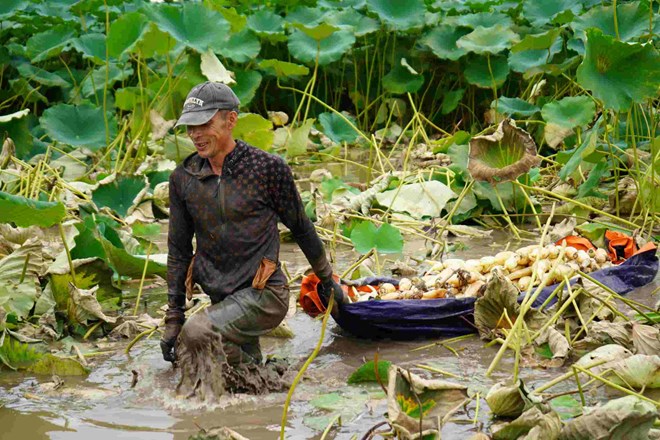 ឈប់បើកឡានកុងតឺន័រ កសិករ Hai Phong ជាម្ចាស់ស្រះឈូកជាង 50,000m2