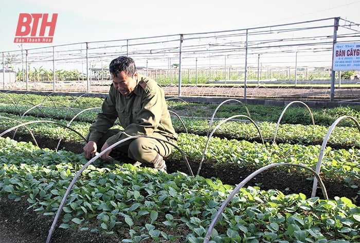 Old farmer earns nearly a million dong per day from 600 square meters of land