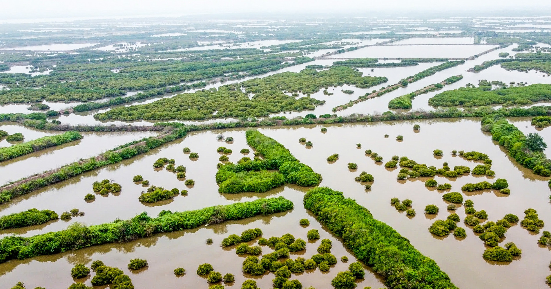 Mantener el área de reserva natural del humedal de Tien Hai